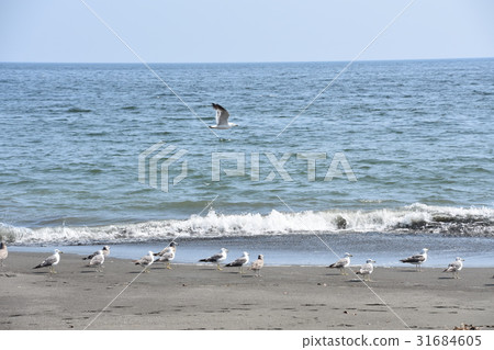 Seagull on the Chigasaki coast 31684605