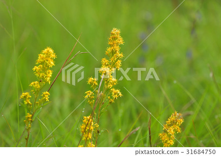 Senjogahara的Akinokirinsault 31684750