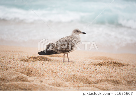 seagull  31685667