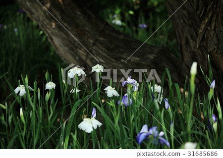A landscape with blooming irises 31685686