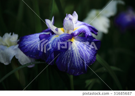 與開花的虹膜的風景 31685687