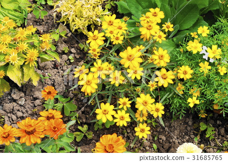 Flowerbed early summer Cimiez Abbey Flowerbed early summer Cimiez Abbey 31685765