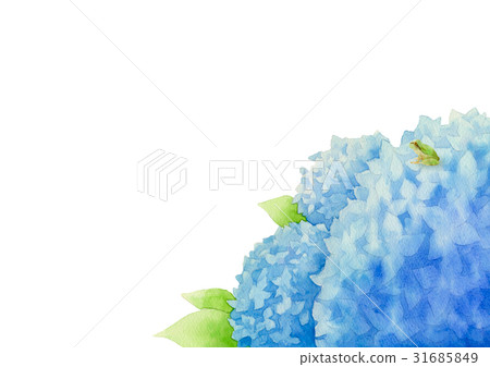 藍色繡球花和雨蛙（洋子） 31685849
