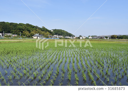 茅崎的稻田 31685873