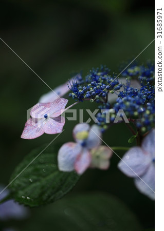 繡球花雨下雨 31685971