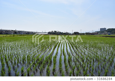 The rice paddy of Chigasaki 31686284
