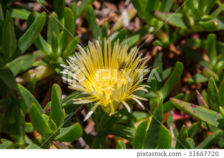 Vegetation of the island of Sao Miguel 31687720