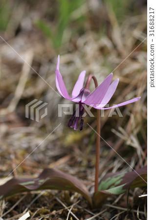 Katakuri flowers 31688217