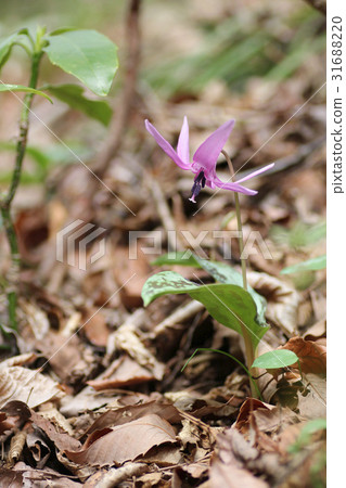 Katakuri flowers 31688220