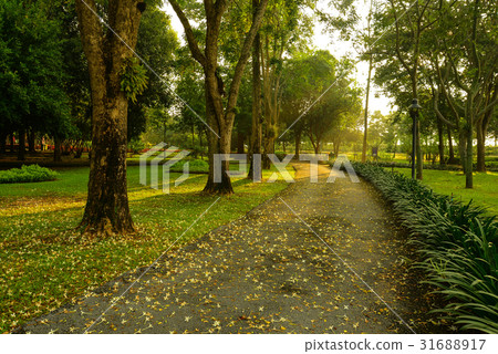 Walkway with row of trees on sunrise time Walkway with row of trees on sunrise time 31688917
