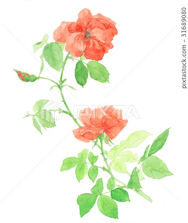 Roses 007 31689080