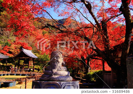Mie Murotoji (Uji City) Autumn leaves in the precincts 31689486