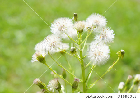 Wakamifu wood (fluff after flowers) 31690015