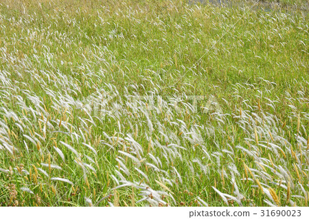 Silk hair of the summer "Chigaya" that shines white in the field -2 31690023