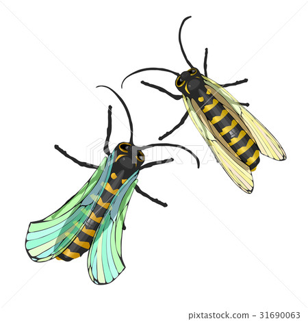 Bees two striped 31690063