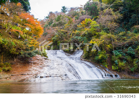 Yogoro Valley(Awamata Falls)秋天 Yogoro Valley(Awamata Falls)秋天 31690343