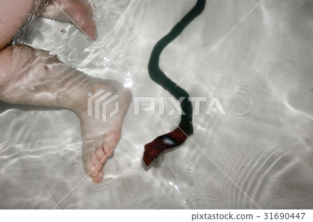 Snake bite leg danger. Photo Snake bite leg danger. Photo 31690447