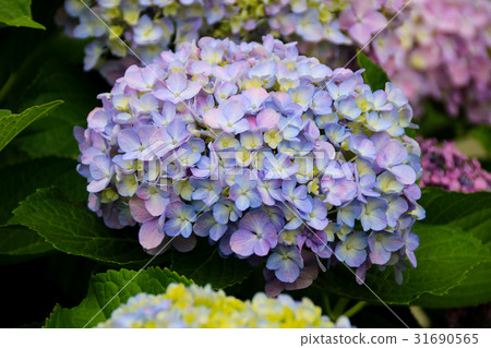 hydrangea   31690565
