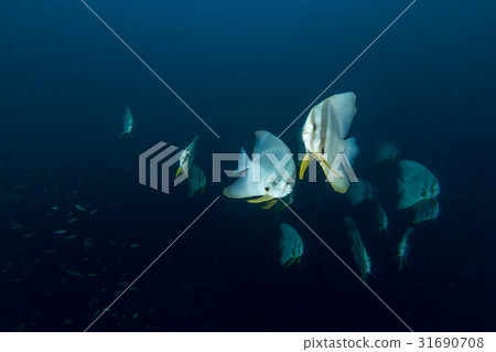 Teira Batfish (Platax teira) in the blue 31690708