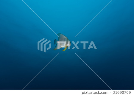 Teira Batfish (Platax teira) in the blue Teira Batfish (Platax teira) in the blue 31690709