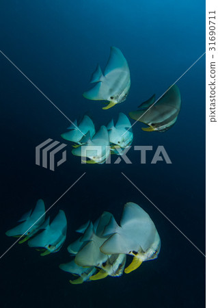 Teira Batfish (Platax teira) in the blue 31690711
