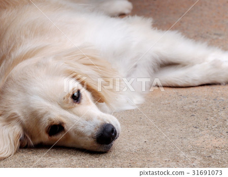 lovely lonely white cute fat compact size dog 31691073