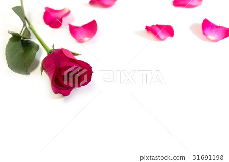 Pink rose with leaves isolated on white background Pink rose with leaves isolated on white background 31691198