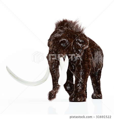 The mammoth isolated The mammoth isolated 31691522