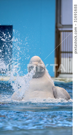 絲綢海豚 31691688