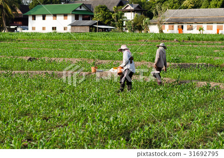 farmer in field 31692795