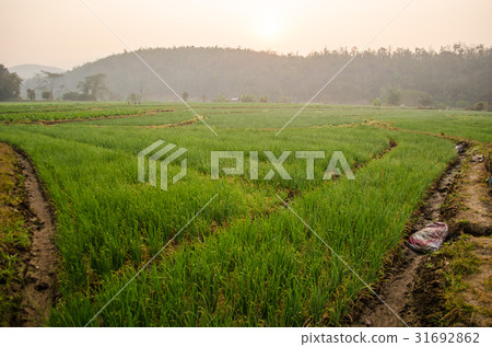 shallot farm at Mae Chaem, Chiangmai ,Thailand 31692862
