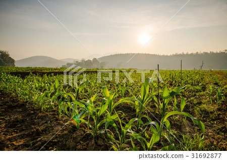 Corn farm 31692877