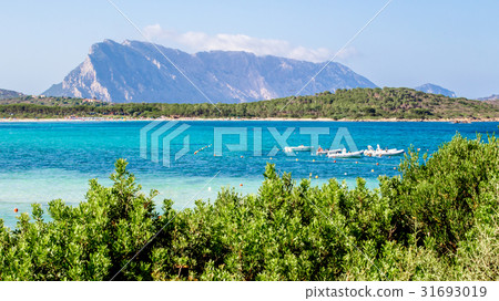 Lu impustu beach in Sardinia, with Tavolara island Lu impustu beach in Sardinia, with Tavolara island 31693019