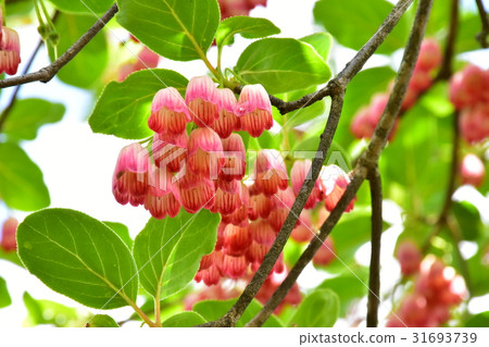 Sarasa Doudan的花 Sarasa Doudan的花 31693739