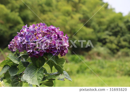 Hydrangea 31693820