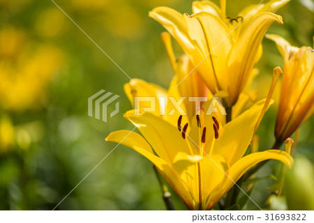 Lily Park Lily Park 31693822