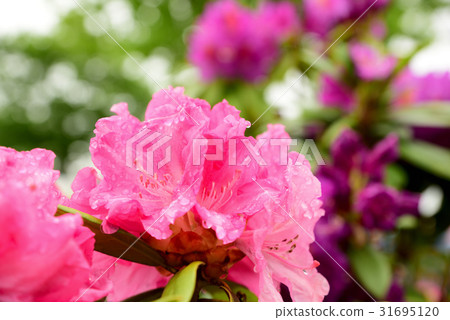 Rhododendron after the rain 31695120