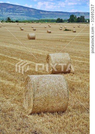 Agricultural field with bales 31695257