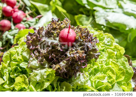 Raw Vegetables - Tomatoes, Radishes, Salad 31695496