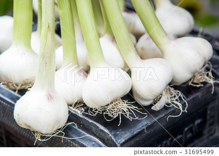 Fresh Green Garlic Fresh Green Garlic 31695499