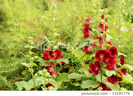 Mallow flowers in a garden 31695778