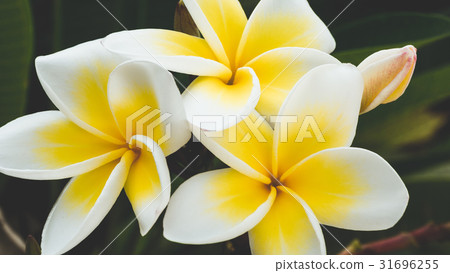 Brunch of yellow tiare flowers at green outdoors 31696255