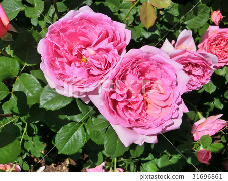 David · Austin · Rosise Rose Garden David · Austin · Rosise Rose Garden 31696861