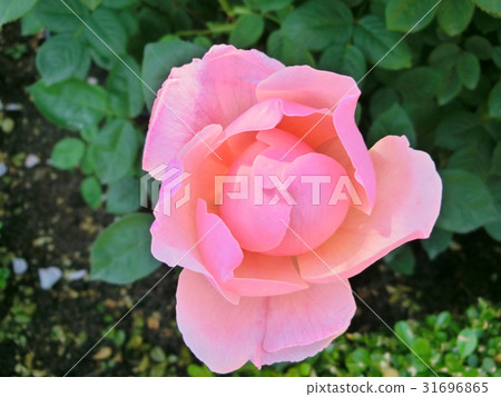 大衛·奧斯汀·羅西斯玫瑰園 31696865