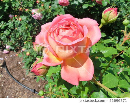 大衛·奧斯汀·羅西斯玫瑰園 大衛·奧斯汀·羅西斯玫瑰園 31696871