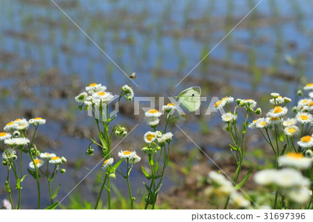 Monsieur root in the flowers of Haruzion 31697396