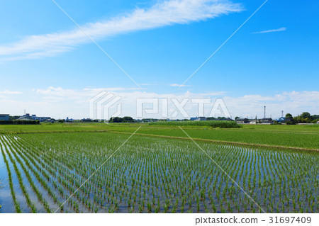 Rural landscape 31697409