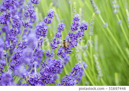 河口湖薰衣草 31697446