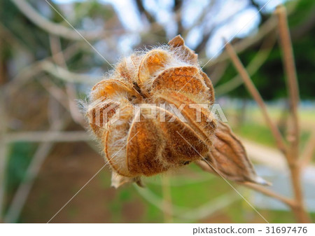 Fruit fruit containing seeds Fruit fruit containing seeds 31697476