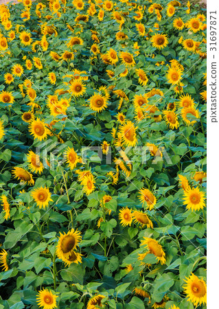 秋天盛開的向日葵【佐賀縣山田向日葵農場】 31697871